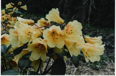 Rhodo Pepperpot